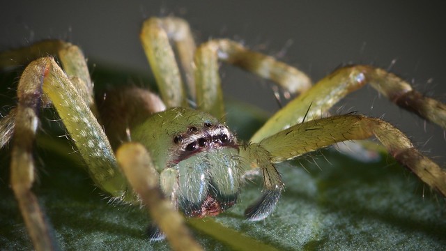 Spider on a protea.
