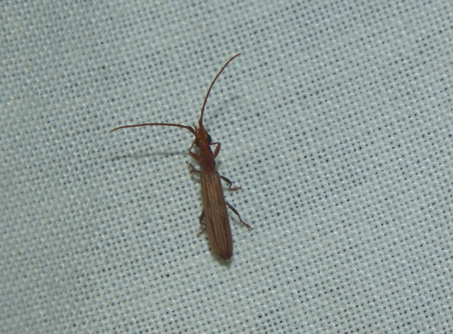 Cerambycidae Cerambycinae>Syllitus Grammicus Slenderlined Longicorn DSCF4371