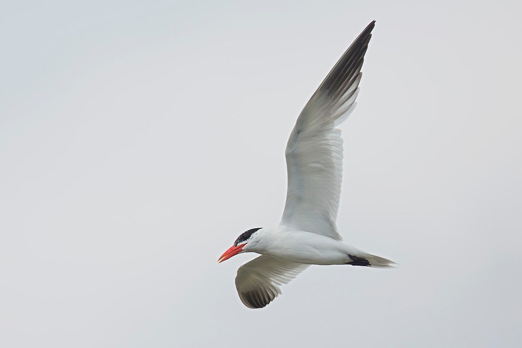 Hydroprogne caspia | Caspian Tern | skräntärna