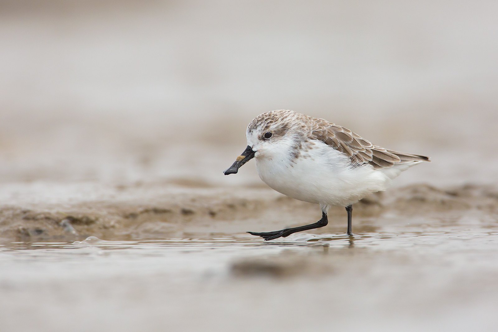 Calidris pygmaea | Spoon-billed Sandpiper | skedsnäppa