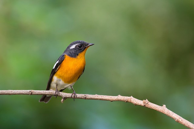 Ficedula mugimaki | Mugimaki Flycatcher | mugimakiflugsnappare