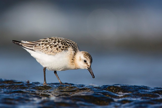 Calidris alba | Sanderling | sandlöpare