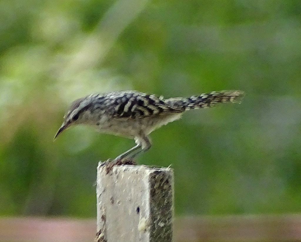 Cucarachero chocorocoy [Stripe-backed Wren] (Campylorhynchus nuchalis ...
