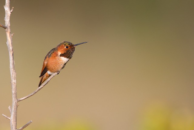 Selasphorus sasin | Allen's Hummingbird | kalifornienkolibri
