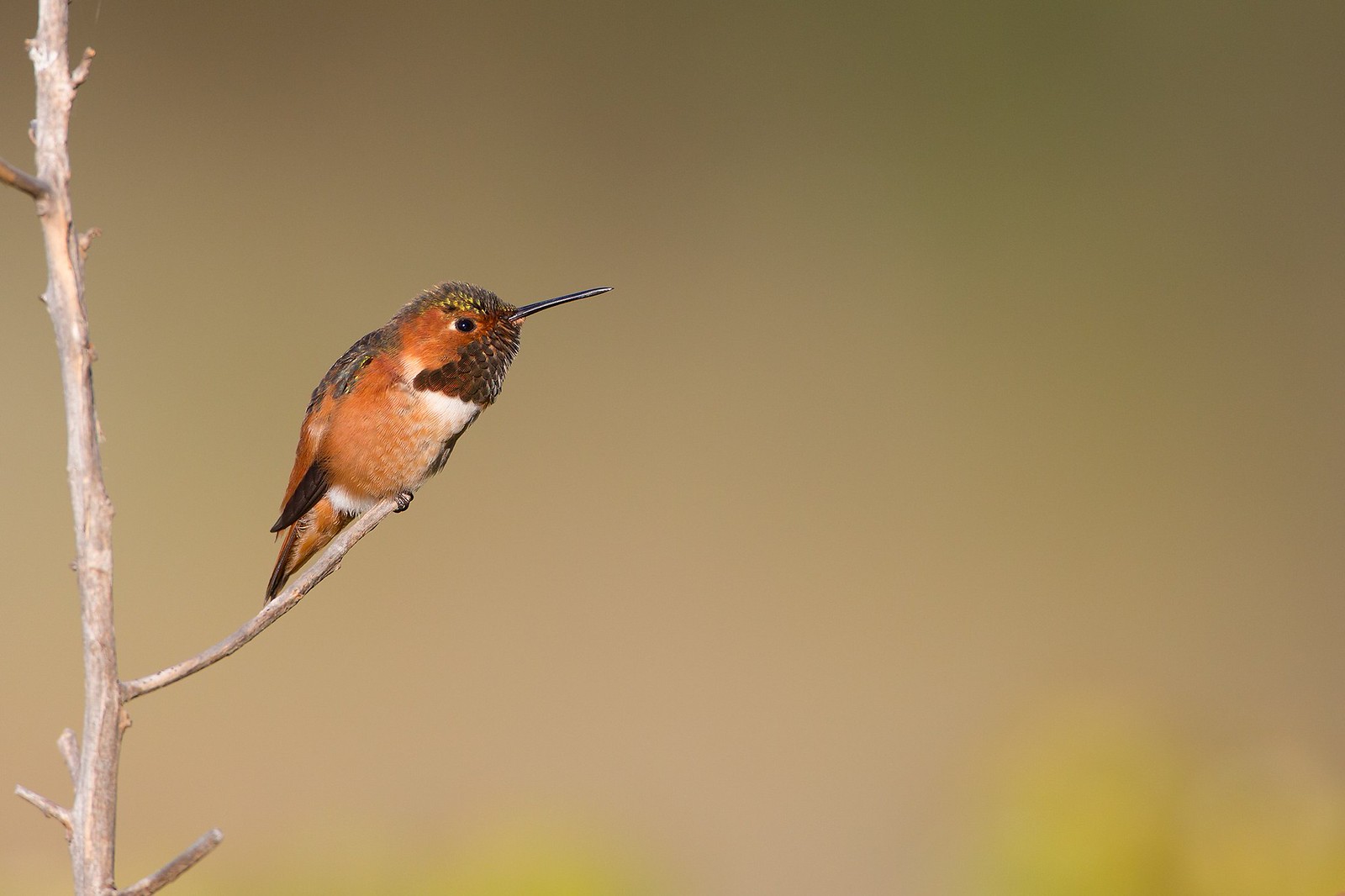 Selasphorus sasin | Allen's Hummingbird | kalifornienkolibri