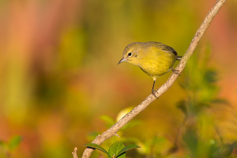 Leiothlypis celata | Orange-crowned Warbler | orangekronad skogssångare