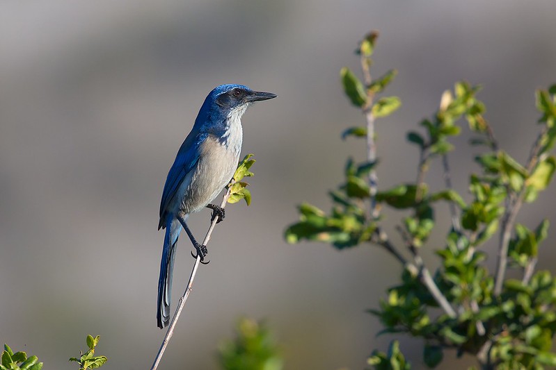 Aphelocoma insularis | Island Scrub Jay | santacruzsnårskrika