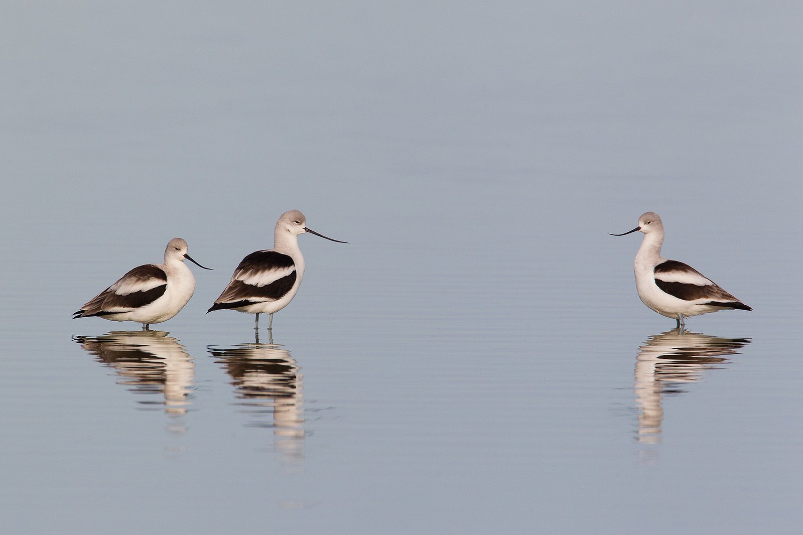 Recurvirostra americana | American Avocet | amerikansk skärfläcka