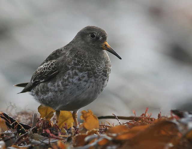 Calidris maritima | Purple Sandpiper | skärsnäppa
