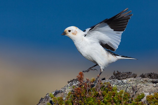 Plectrophenax nivalis | Snow Bunting | snösparv