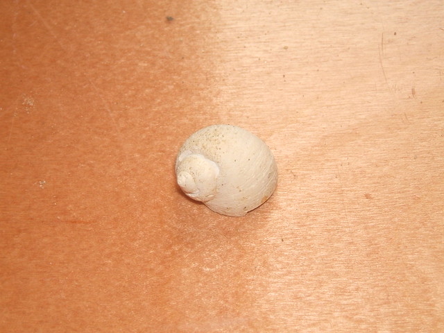 Schale der Muschel Euspira Catena