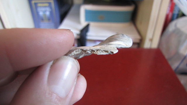 Schale der Weichtierart Neopycnodonte navicularis