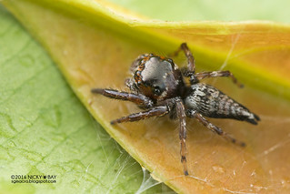 Jumping spider (Ptocasius sp.) - DSC_2990