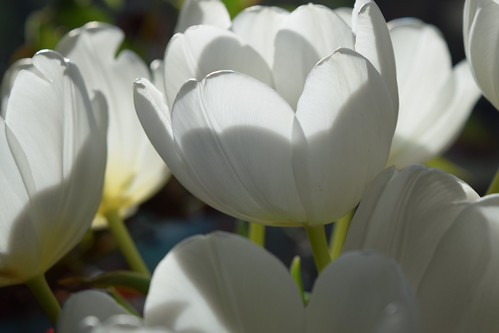 White tulips | by msank
