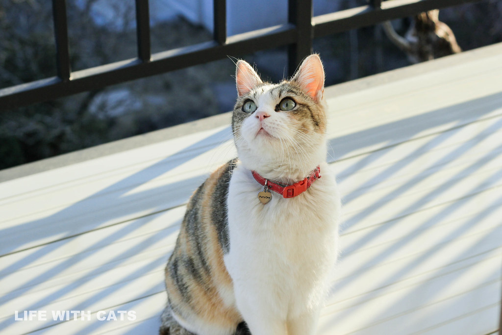 IMG_8125 Calico Japanese cat 縞三毛猫 | E - DESIGN | Flickr