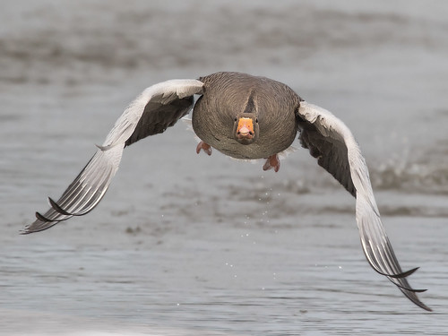 Greylag Goose - Anser anser | by normanwest4tography