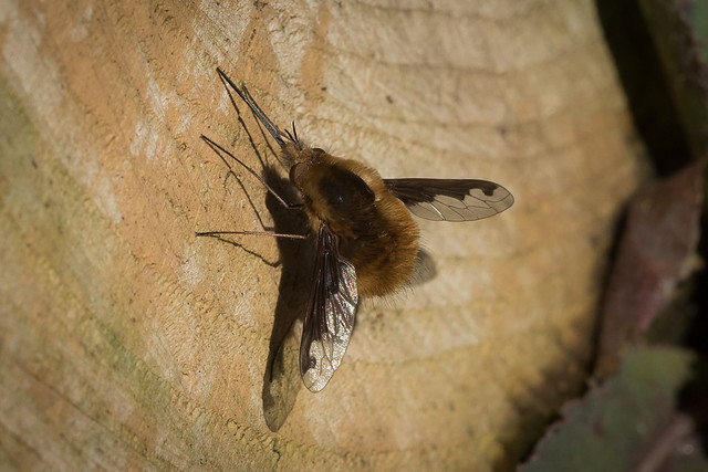Dark-edged Bee-fly in the garden