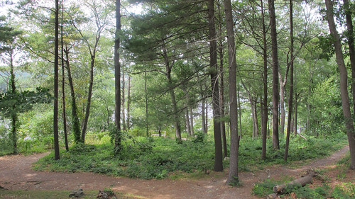 gillettecastle gillettecastlestatepark easthaddam connecticut ct statepark park williamgillette sherlockholmes green grey gray brown trees woods forest trail path walkway pathway nature panorama color landscape scenic scenery beauty summer outdoor log newengland bridge flora plants river connecticutriver obligatory ogt