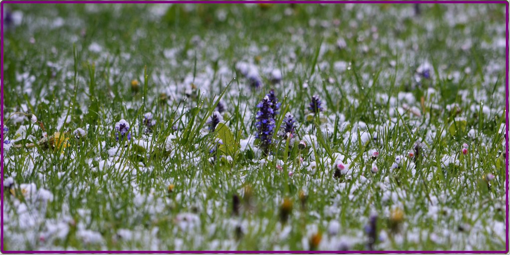 Zurich Spring Zurich - A Very Capricious Spring (2) | Zurich, End of April… | Flickr