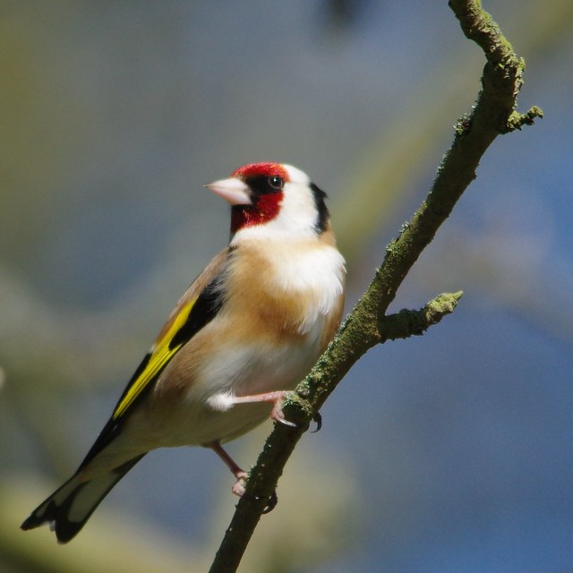 IMGP9408 Goldfinch, The Lodge, Sandy, April 2016