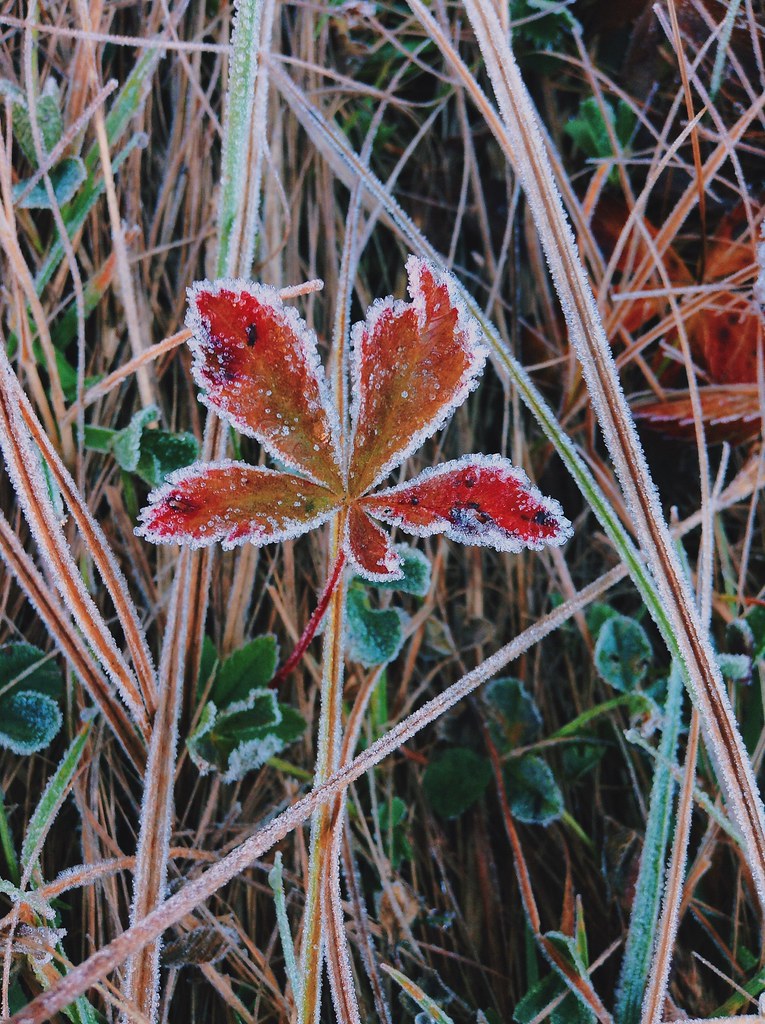 A Killing Frost. | Processed with VSCOcam with c6 preset | Shaelene Robar |  Flickr