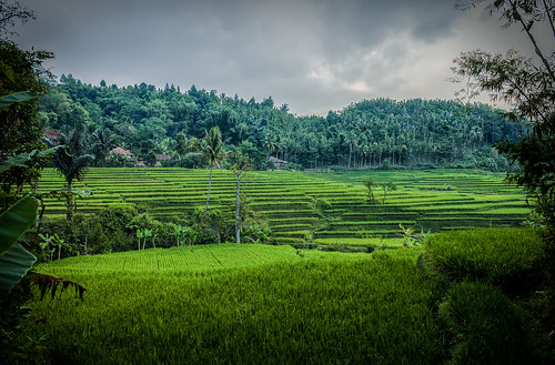 Ricefields | A great few near Cianjur, West Java, Indonesia | Maksim ...