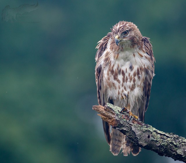 Wet Juvenile Red Tail