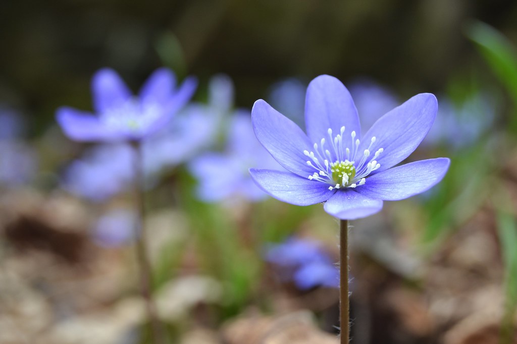 wild nature | C-Smooth | Flickr