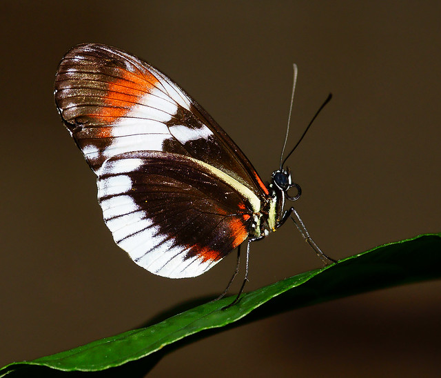 Blue and White Longwing (Heliconius cydno)