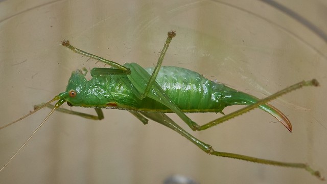 southern oak bush cricket, Meconema meridionale, female