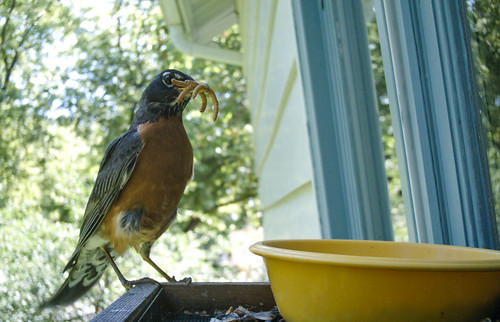 Robin stocking up on mealworms to bring to his nest