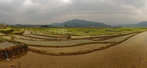 panorama field rice terrace vietnam hugin