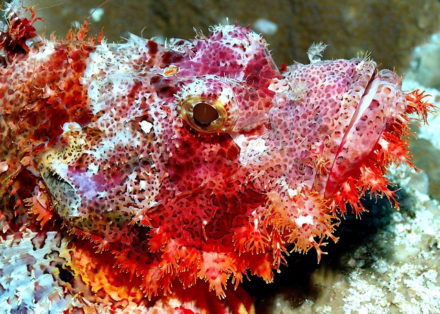 Giant Red Scorpionfish