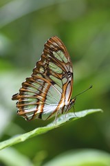 Siproeta stelenes (Nymphalidae)