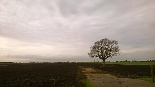 winter sky tree landscape countryside norfolk salterslode