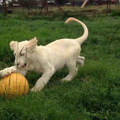Play football with a lion...check!