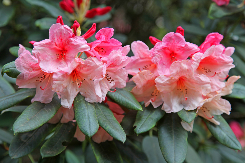 Pink Rhodos Pink crepe-like Rhodos | Seen at Valley Gardens, by Virginia… | Flickr