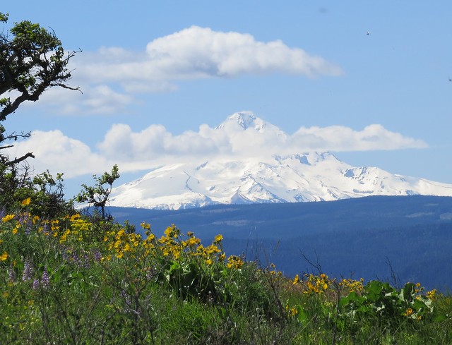 Mount Hood from Tom McCall Point Trail