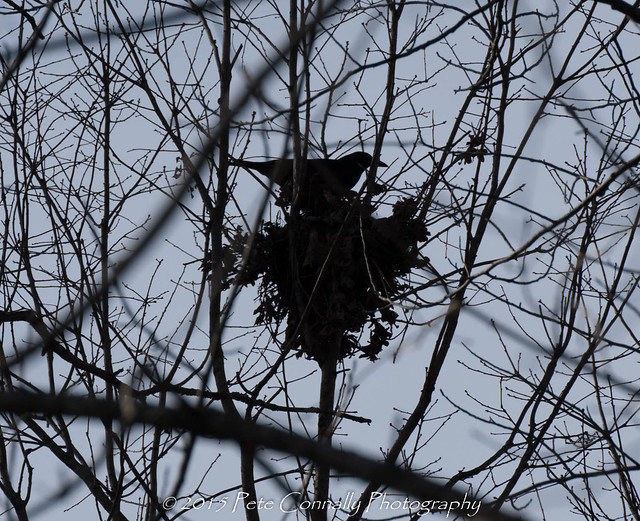 Crows Searching Squirrel Nest