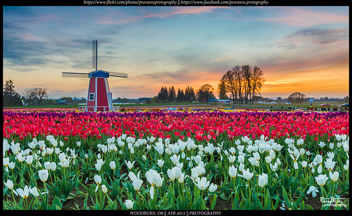 flowers sunset windmill oregon portland landscape spring nikon tulip april woodenshoe woodburn 2015 d600