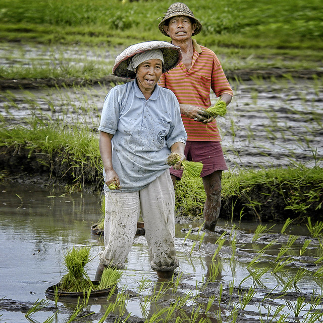 Bali. Planting of rice to Indonesia.