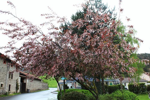 Prunus padus - cerisier à grappes - espèce et cultivars  25248488396_2faac731b6