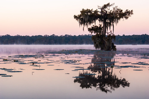 trees usa lake sunrise dawn louisiana atchafalayabasin delta swamp wetlands cypress lakemartin