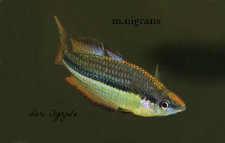 m.nigrans 1 | by rainbow.bratt