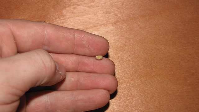 Brachiopode Markiteochia Marki