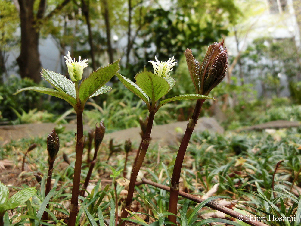 Chloranthus Japonicus 胡椒目仙蓼科一人静 Chloranthus Japonicus Flickr