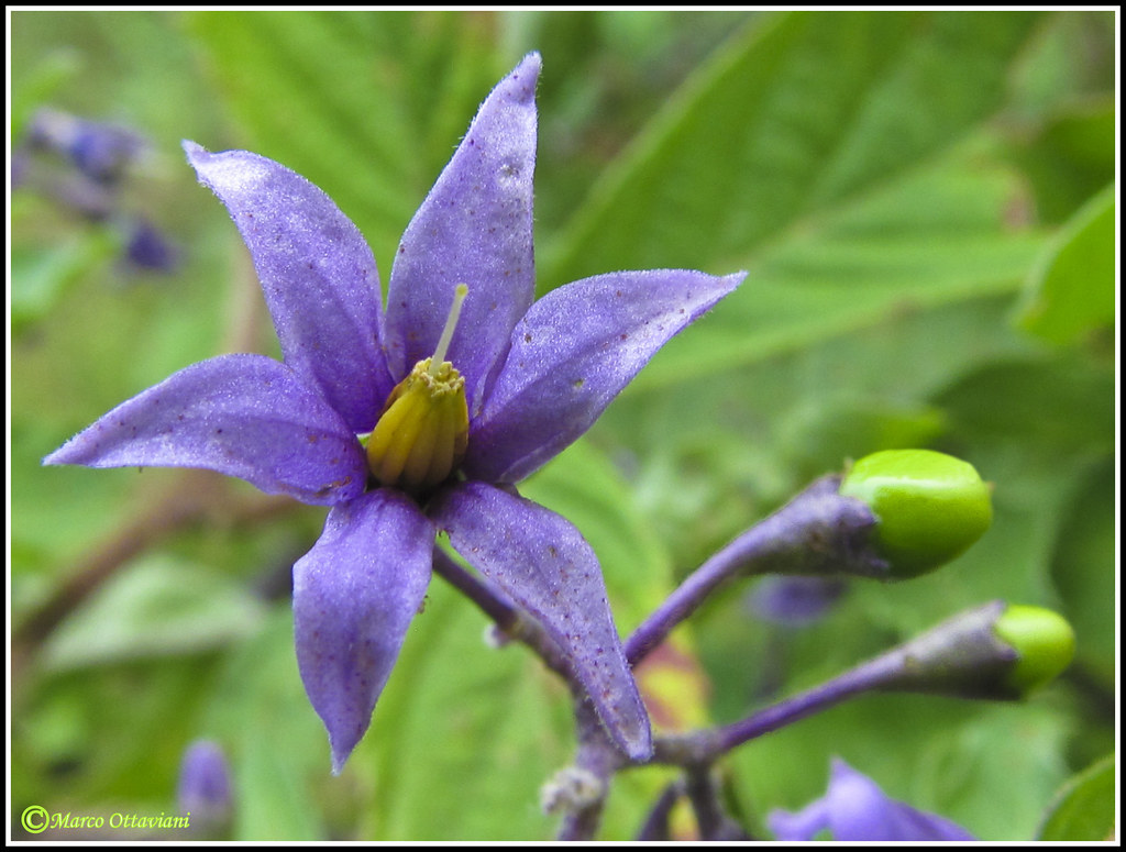 Solanum Dulcamara La Morella Rampicante Nome Scientifico Flickr