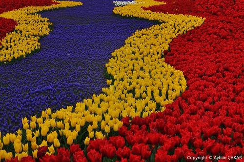 flowers spring tulips türkiye tulip springtime naturephotography çiçekler turkei lale sarıyer emirgan laleler sugraphic mastersoftheart yenitürkiye ayhançakar newturkei nationalsugraphic