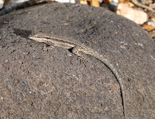 arizona southwest detail macro nature animal closeup fauna outdoors spring native reptile wildlife lizard adventure highdesert predator exploration discovery herp sycamorecanyon verdevalley coconinonationalforest herptile squamata phrynosomatidae cutecritter ornatetreelizard treelizard urosaurusornatus yavapaicounty outinthewild parsonstrail zoniedude1 earthcreatures sycamorecanyonwilderness earthnaturelife canonpowershotg12 3600ftelevation pspx8 yourlizardliness