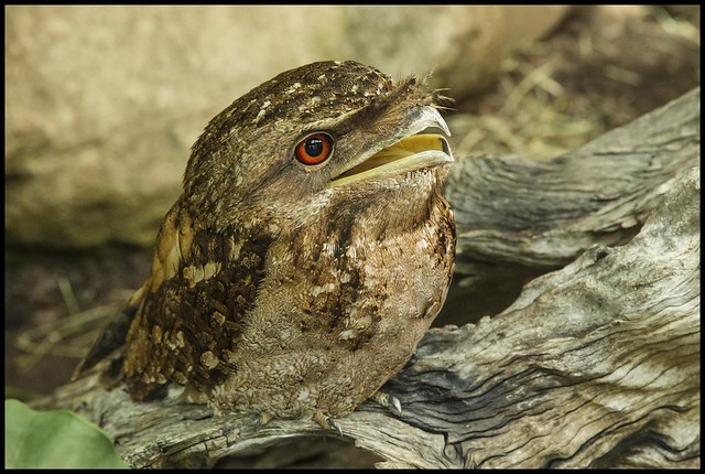 Cairns Papua Frogmouth-02=